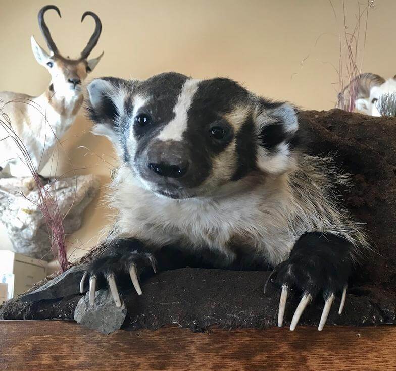 Badger