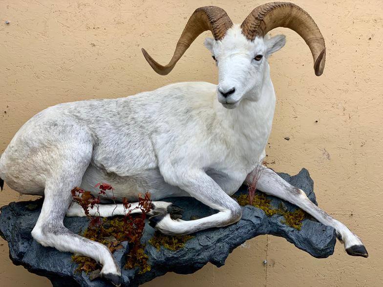 Ram