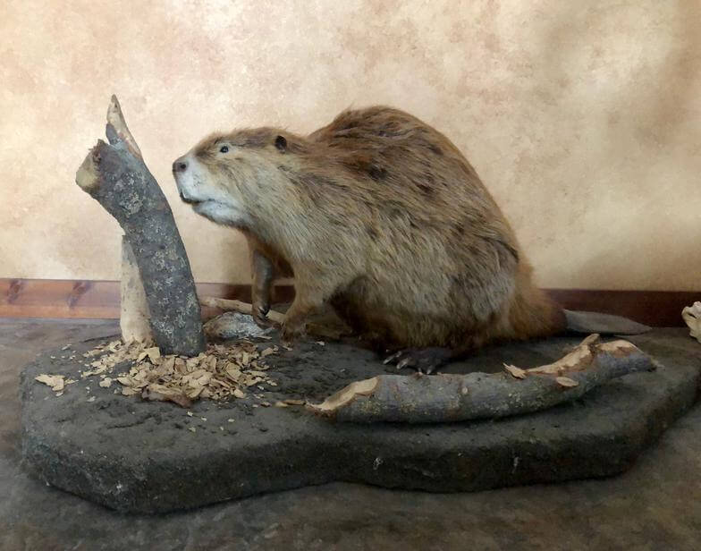 Beaver