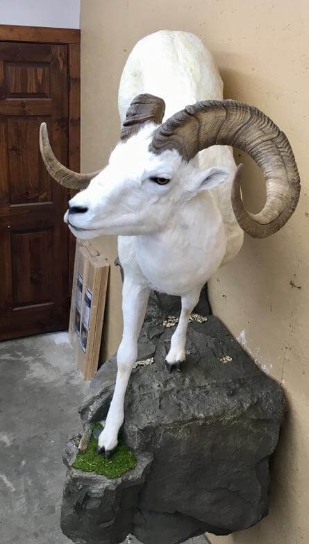 Ram