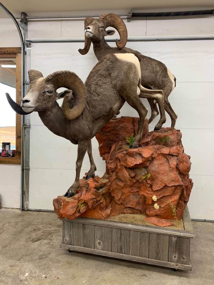 Rams