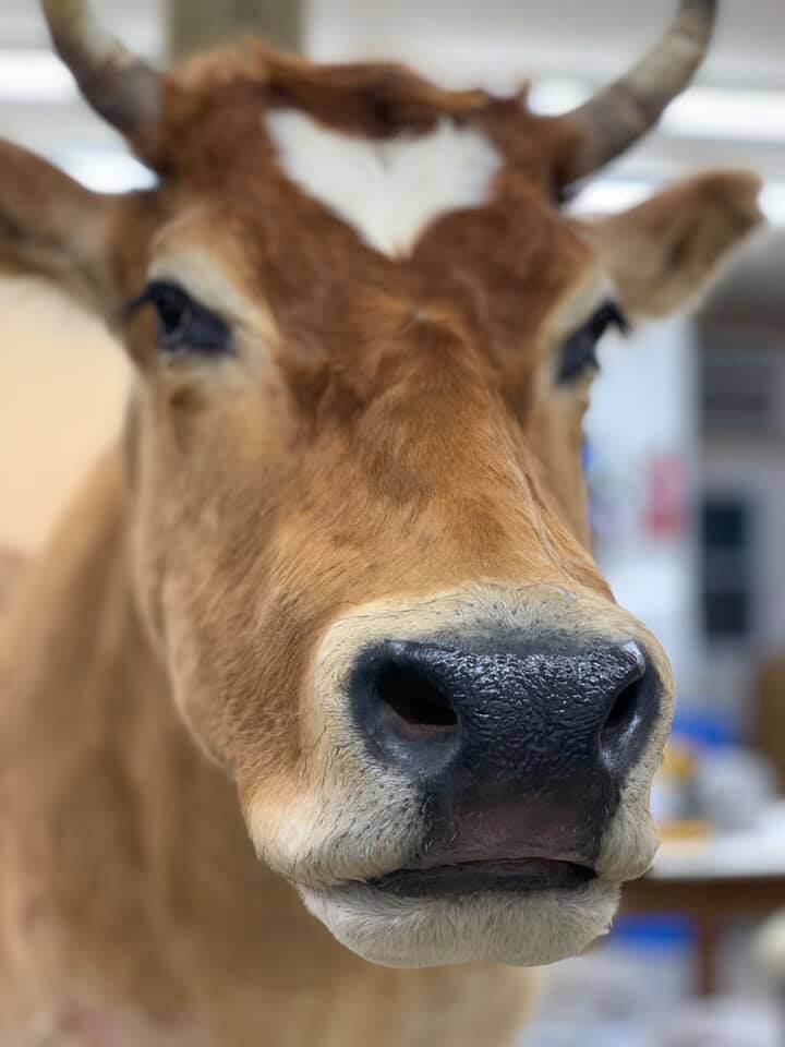 Cow