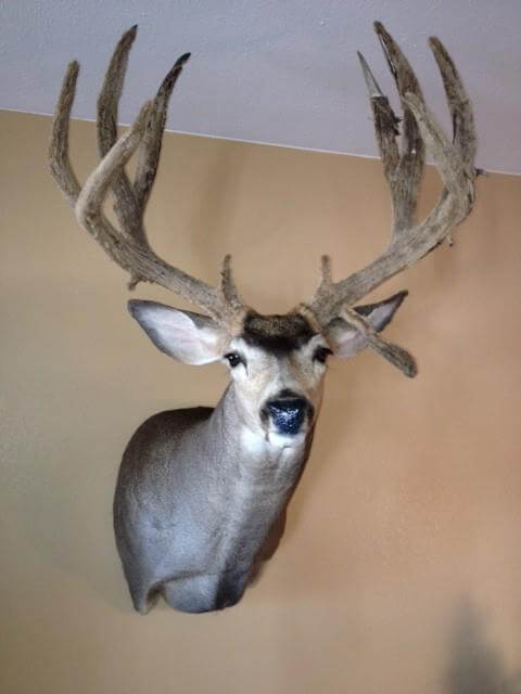 Buck
