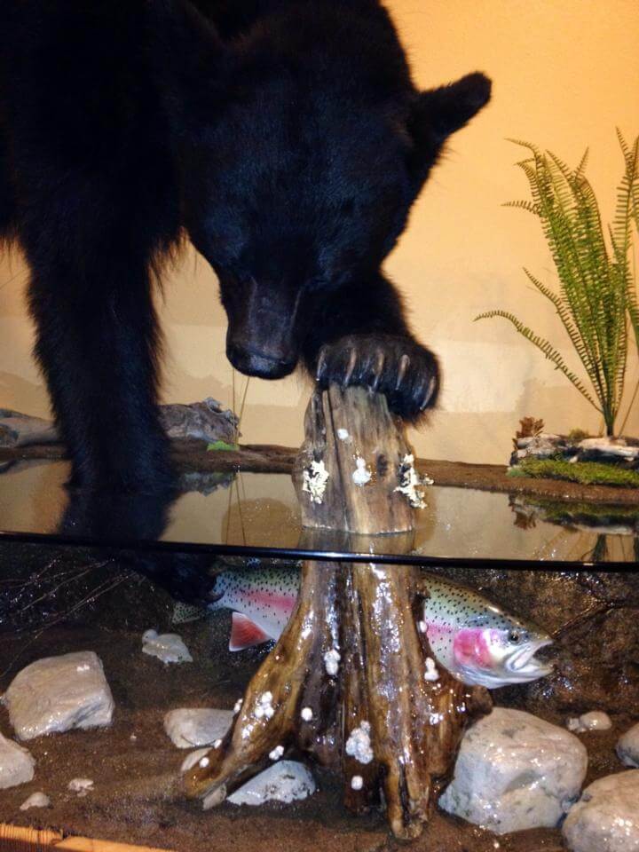 Bear