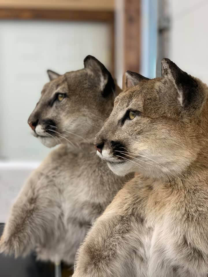 Cougar