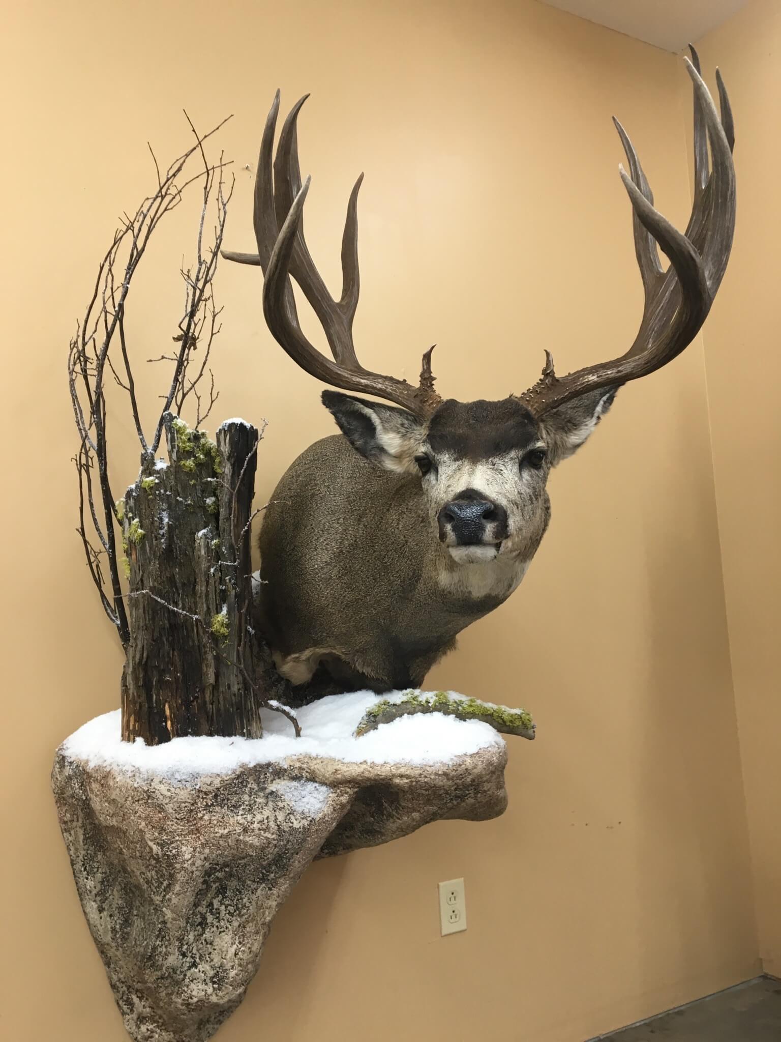 Buck