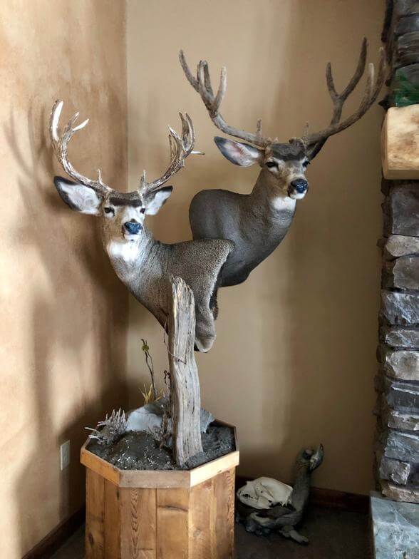 Bucks