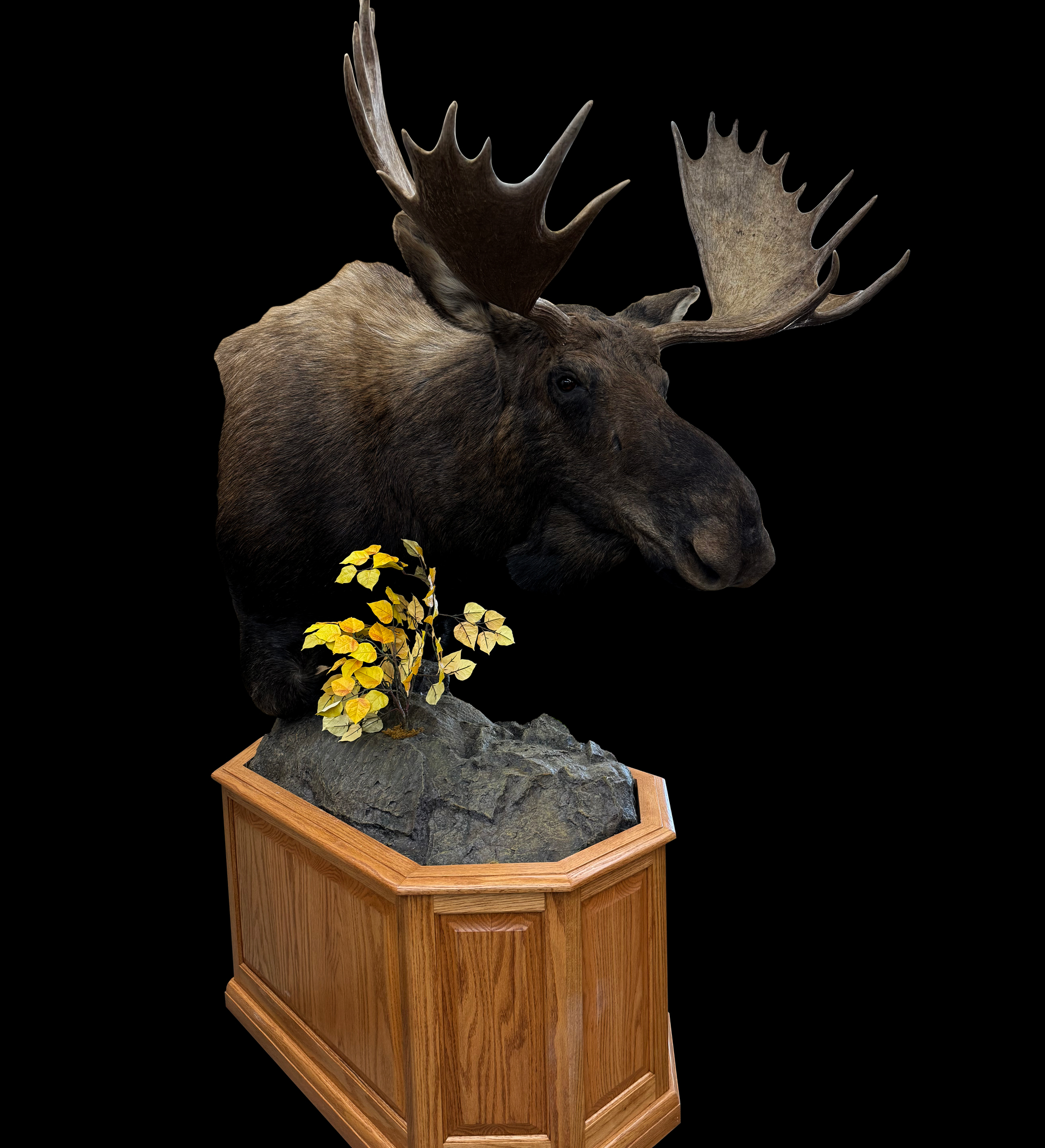 Moose